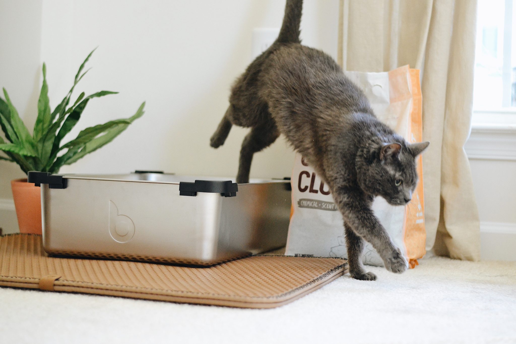 5 Best Cordless Vacuums For Cat Litter Cleanup & Disposal